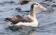 Бел 'рбетот albatross
